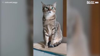 Ce chat ignore son maître lors du challenge "stop petting your cat"