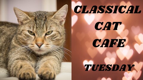 Easy listening classical music at CLASSICAL CAT CAFE TUESDAY