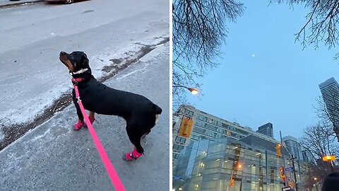 Adorable Rottweiler Wants To Go To The Moon
