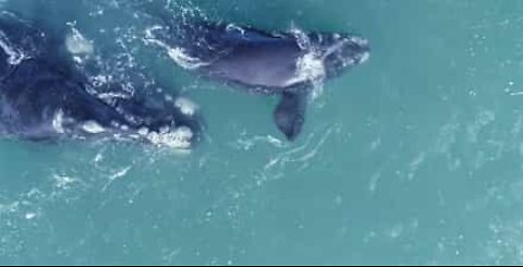 Filmagem incrível de baleias perto da costa na África do Sul