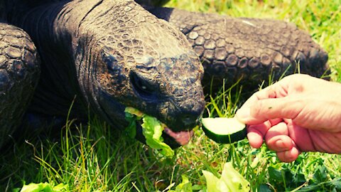 Rare Aldabra Giant Tortoise