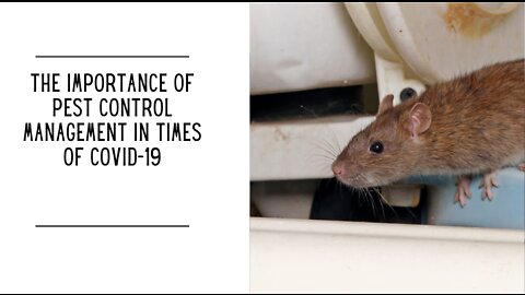 The Importance of Pest Control Management in Times of Covid-19