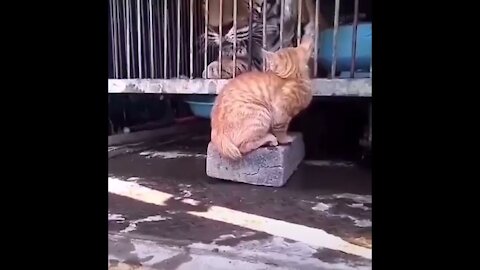 Tiger & Cat - Best Funny / Viral Videos - Zili Vines