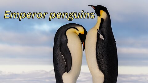 Fascinating World of Emperor Penguins #seaanimal