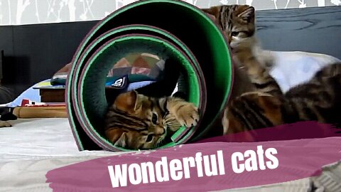 Wonderful cats 2021