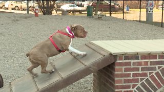 Cleveland needs more dog parks