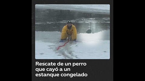 Perro cae a un estanque congelado y es rescatado por un bombero