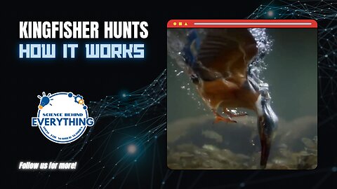 Small Predator Hunts: This is how a kingfisher hunts its prey