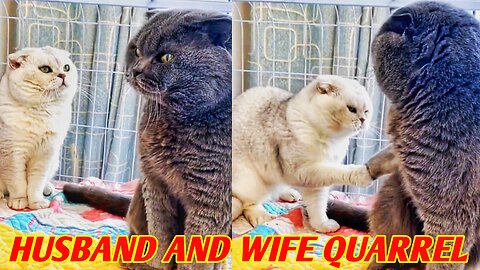 There is insult between husband and wife😒 Cats & Kitten 🐱 Funny Cats videos 🐱Pets & Animals🐱