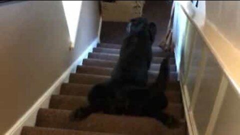 Lazy dog ​​slides down stairs on belly