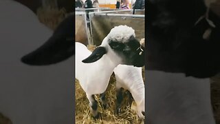 Baa