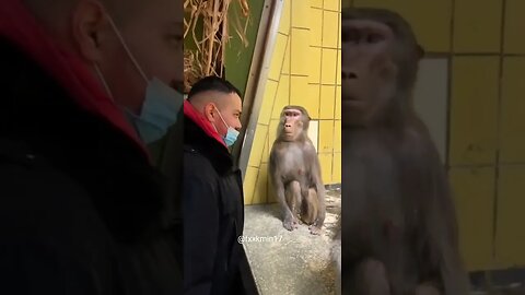 Monkey: Don't look at me 🤣 #shorts