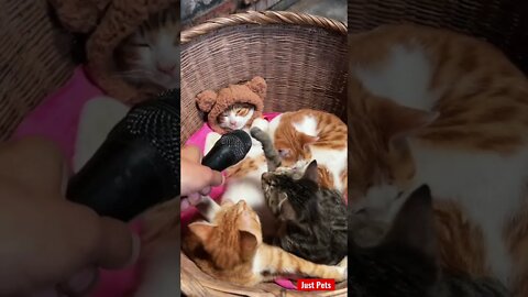 What was that??! #cute #tiktok #funnyvideos #viral #cat