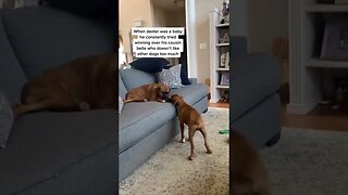Boxer Dog just wants to play with their CUZ