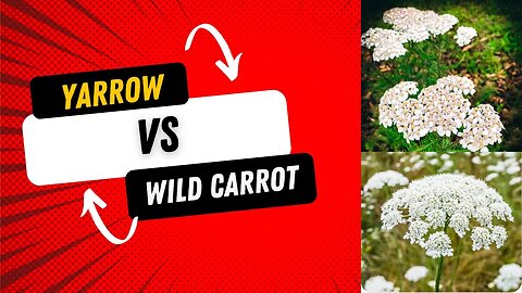 The Difference Between Yarrow Flower & Wild Carrot #nature #flowers