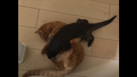 cat who like otter too much