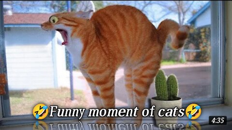 Cute cats/ funniest moments of cats/cat pets.