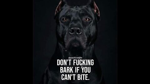 Warhammer Cane Corso our Production Crew says "Ciao".