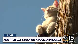 AGAIN!? Another cat stuck on a pole in Phoenix