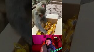 Monkeys Trick or Treat