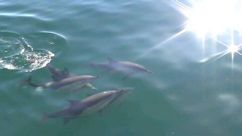 The Graceful Dolphins