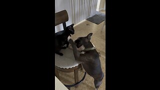 Crazy Puppy VS Biting Kitty! #Frenchton #BlackCat #Kitten #Puppy #4K