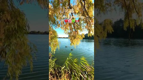 Birds in Grenadier Pond | High Park | Toronto, ON 🇨🇦