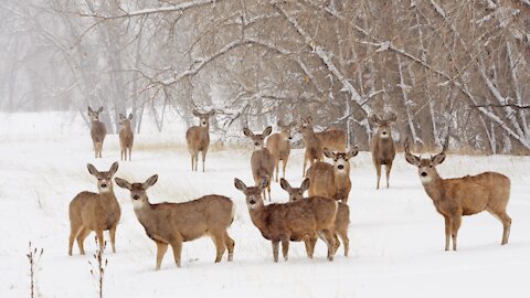 Beautiful deer's running in snow | Must-see