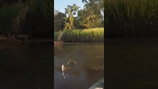 Spotted Gar on a Frog #bassfishing #fishing