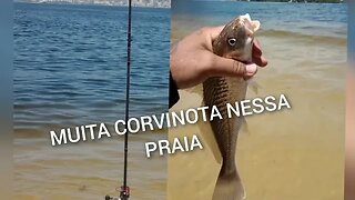Muita Corvinota na pescaria "PÉ NA AREIA" na Praia de São Francisco , Niterói, RJ