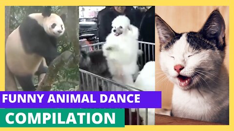 Funny animal videos 2022🤣 - funniest dancing videos🤣😂😂