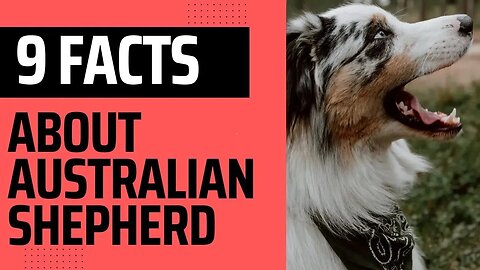 Nine interesting Facts about Australian Shepherd