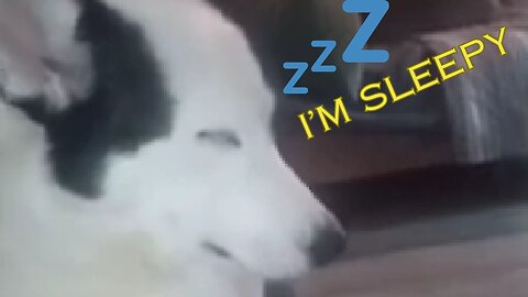 Husky Hilariously Battles Sleepy Struggles! 💤😂