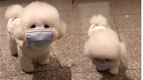 Cute dog knows how to wear mask