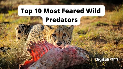 Top 10 Most Feared Wild Predators