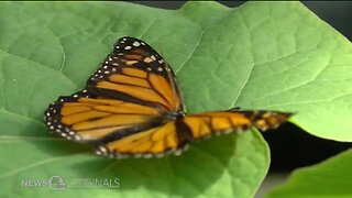 Pollination paradises alongside our highways are helping bring back vanishing monarch butterflies while saving millions of dollars