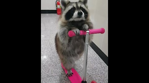 Clever Raccoon Learns How To Ride A Scooter