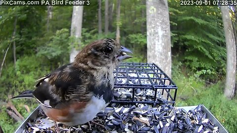 Immature male eastern towhee