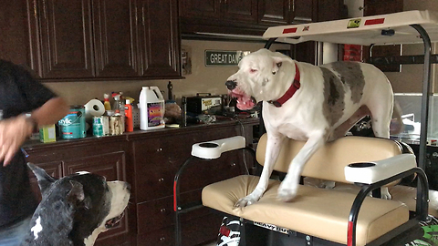 Funny Great Dane Complains About Getting Off the Golf Cart