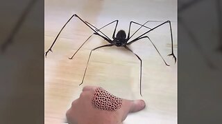 miksi koskin tähän hämähäkkiin.. (ʘ_ʘ)