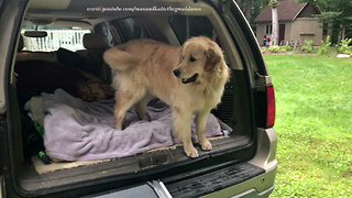 Golden Retriever Wants to Go On Car Ride With Great Dane