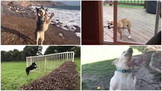 Best of: Epic dog fails