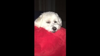 Maltese hides from Camera!