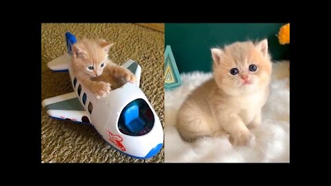 Baby Cats🐈🐈Cute and Funny Cat Videos Compilation