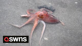 Videos shows octopus washed up on the beach after recent storms