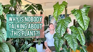 PHILODENDRON ERNESTII - Plant Spotlight & Care Tips