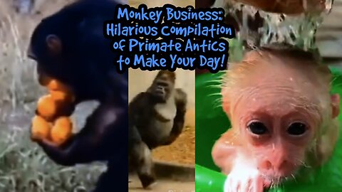 Monkey Business: Hilarious Compilation of Primate Antics to Make Your Day!