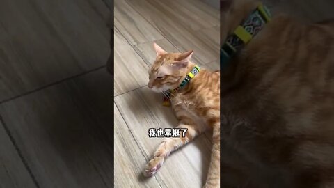 A day for little cats to run cool小猫咪跑酷的一天