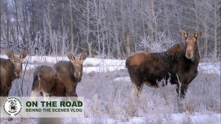 LIFE on a Canadian ranch | Keeping bison fed in the spring of Alberta Canada.