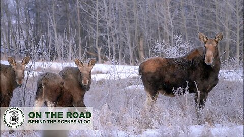 LIFE on a Canadian ranch | Keeping bison fed in the spring of Alberta Canada.